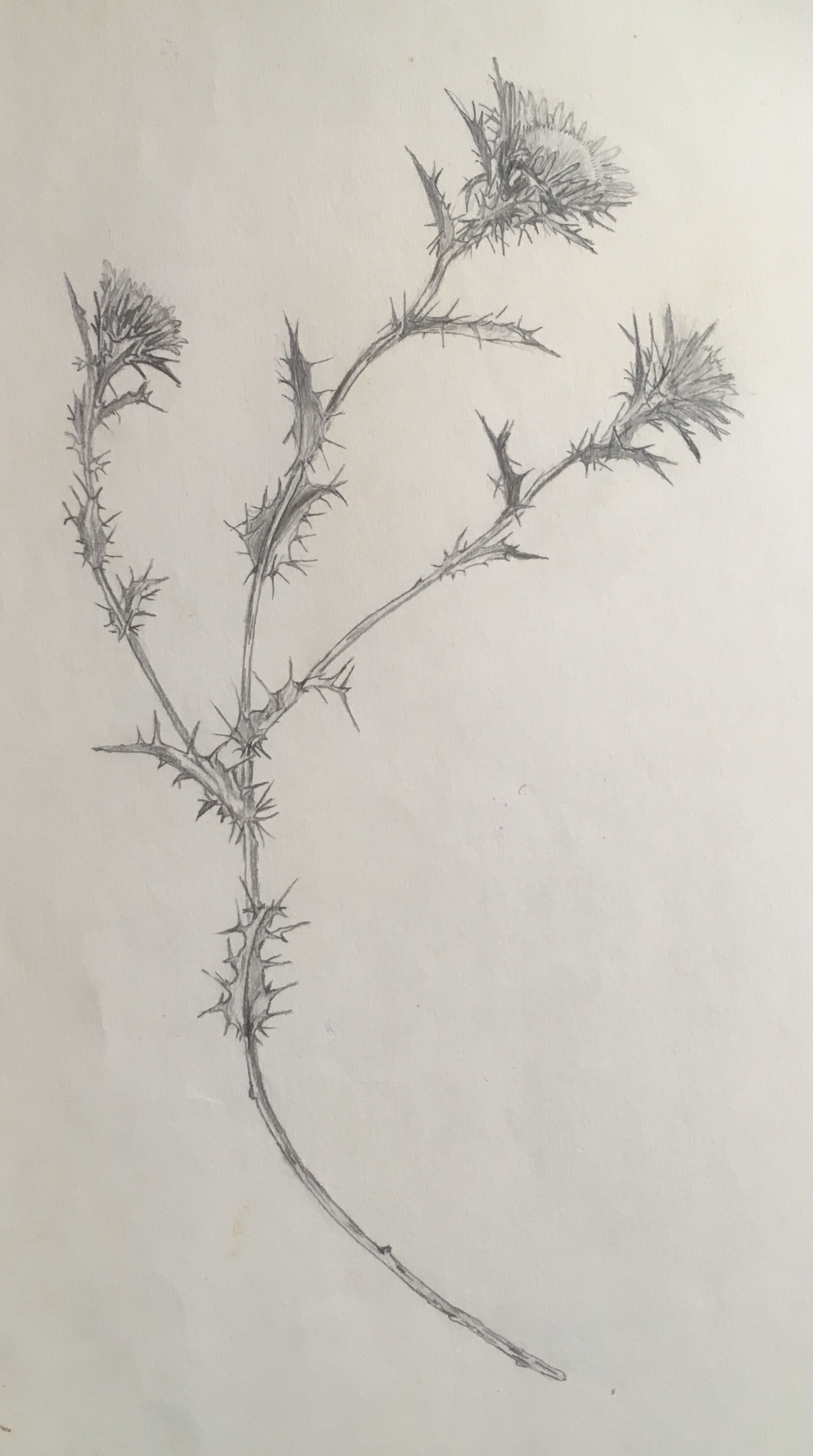 Botanical study in charcoal