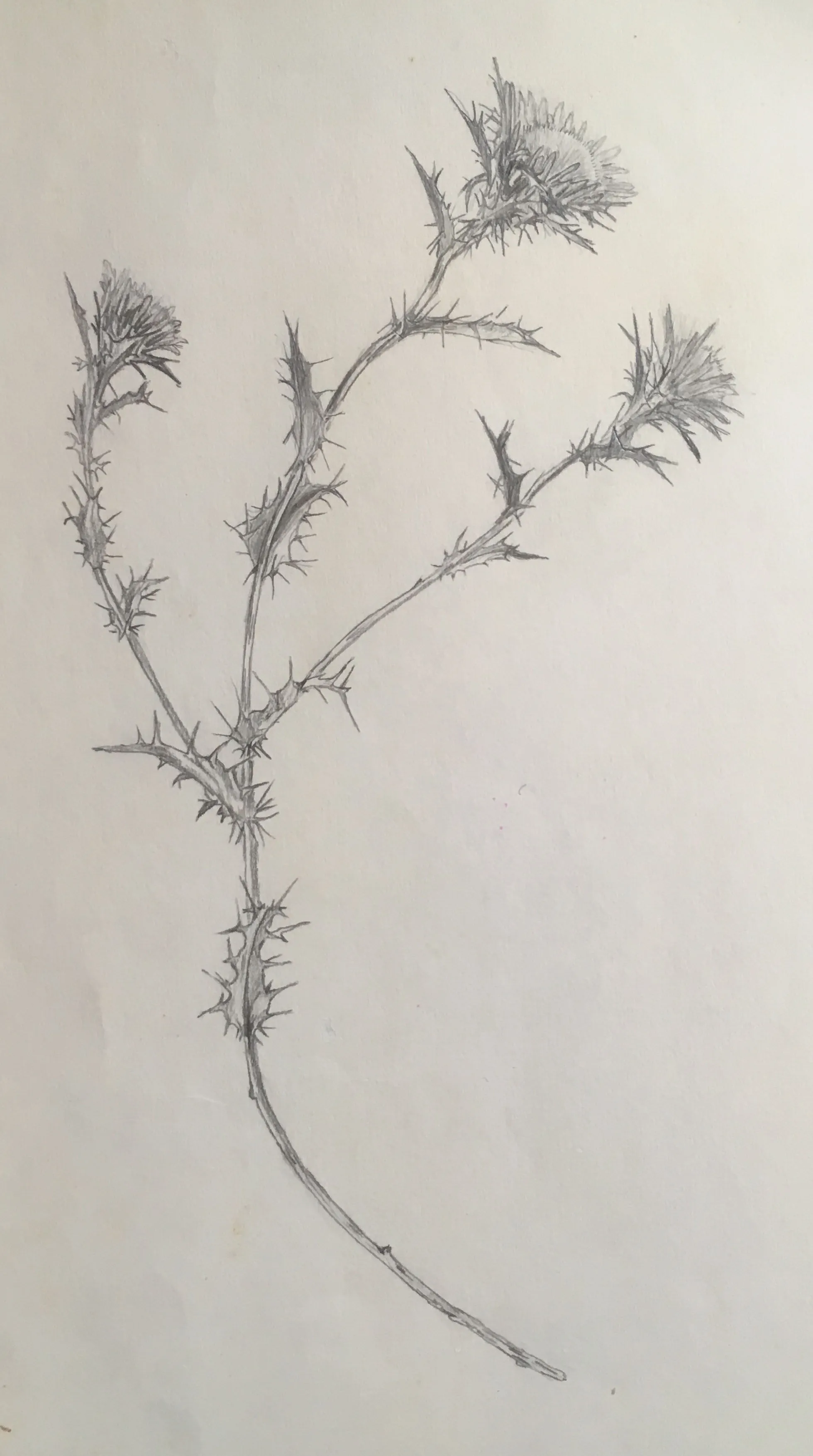 Botanical study in charcoal