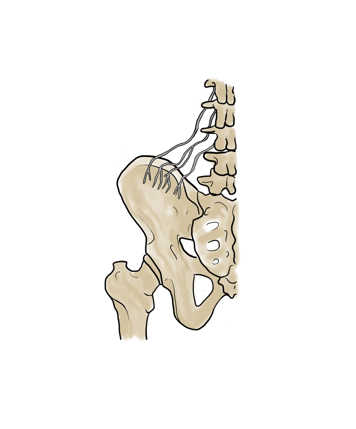 Cluneal nerves art by Gerard Maille