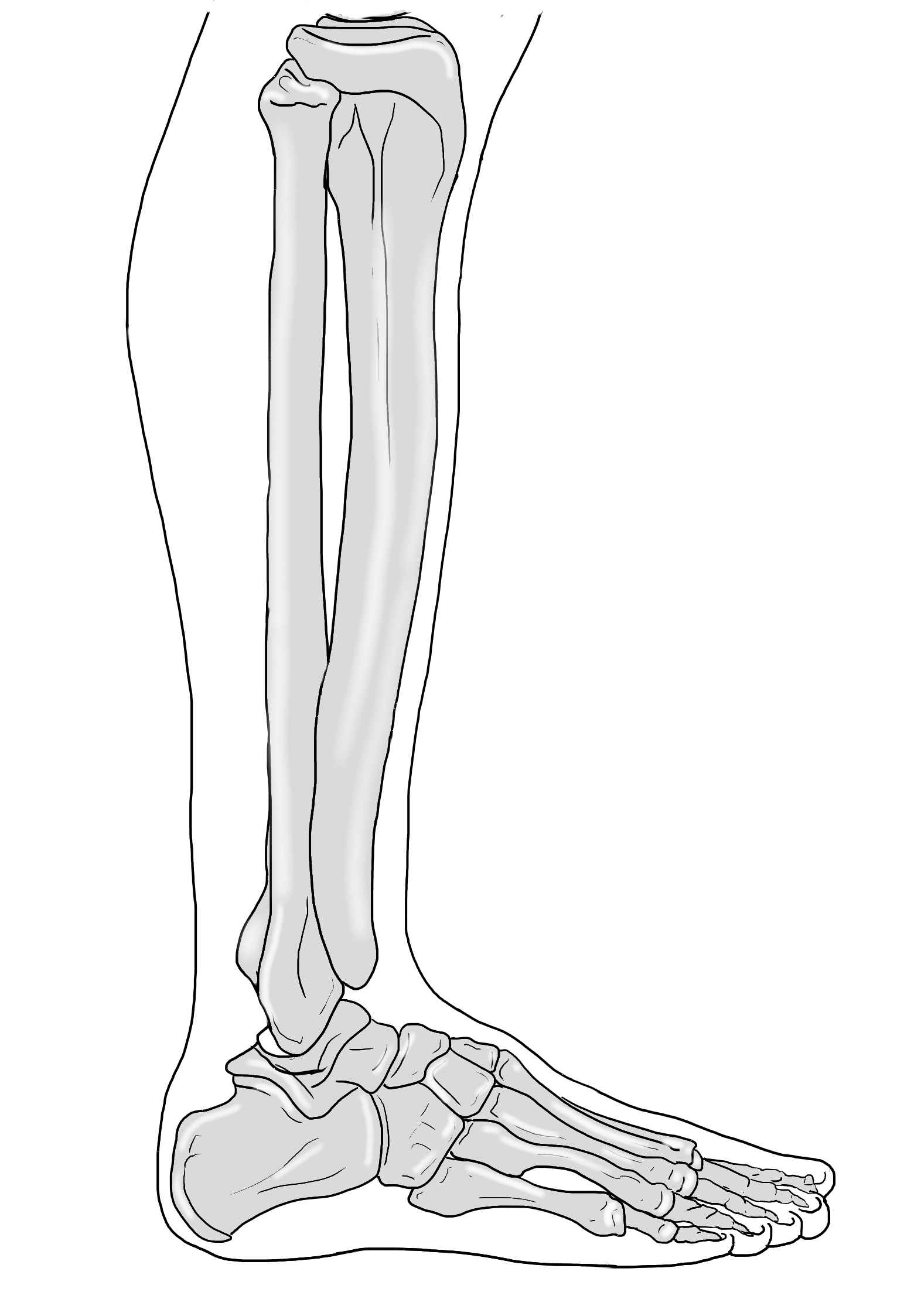 Half Lateral view leg + bones art by Gerard Maille