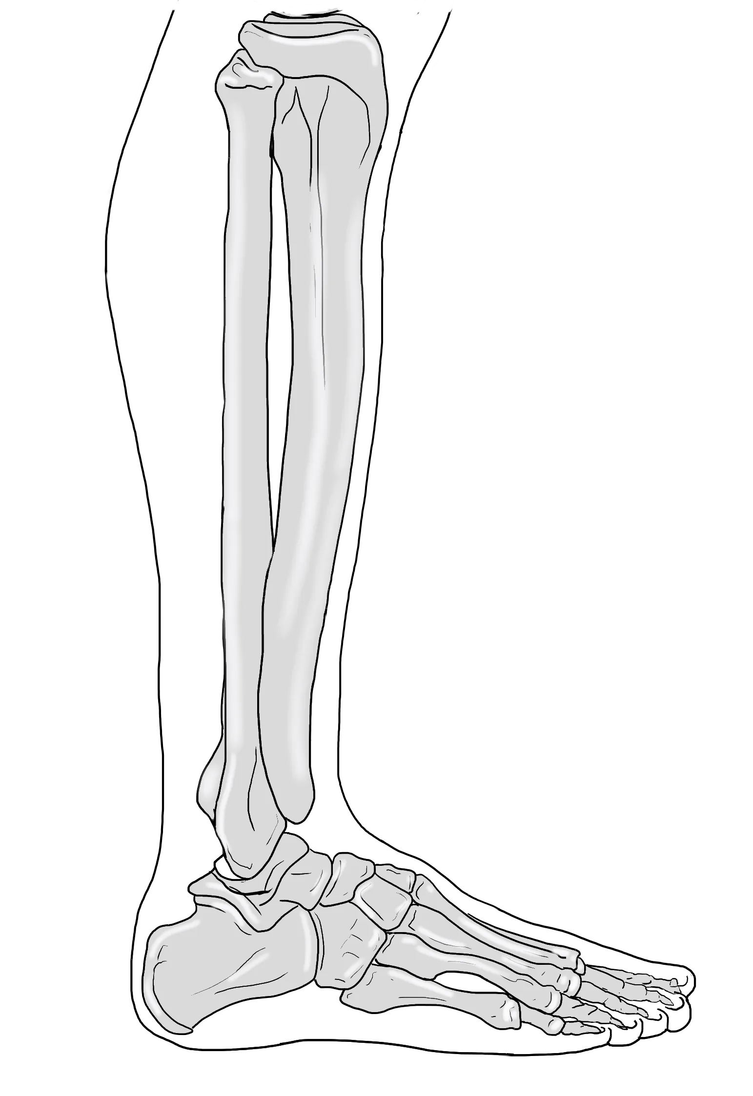 Half Lateral view leg + bones art by Gerard Maille