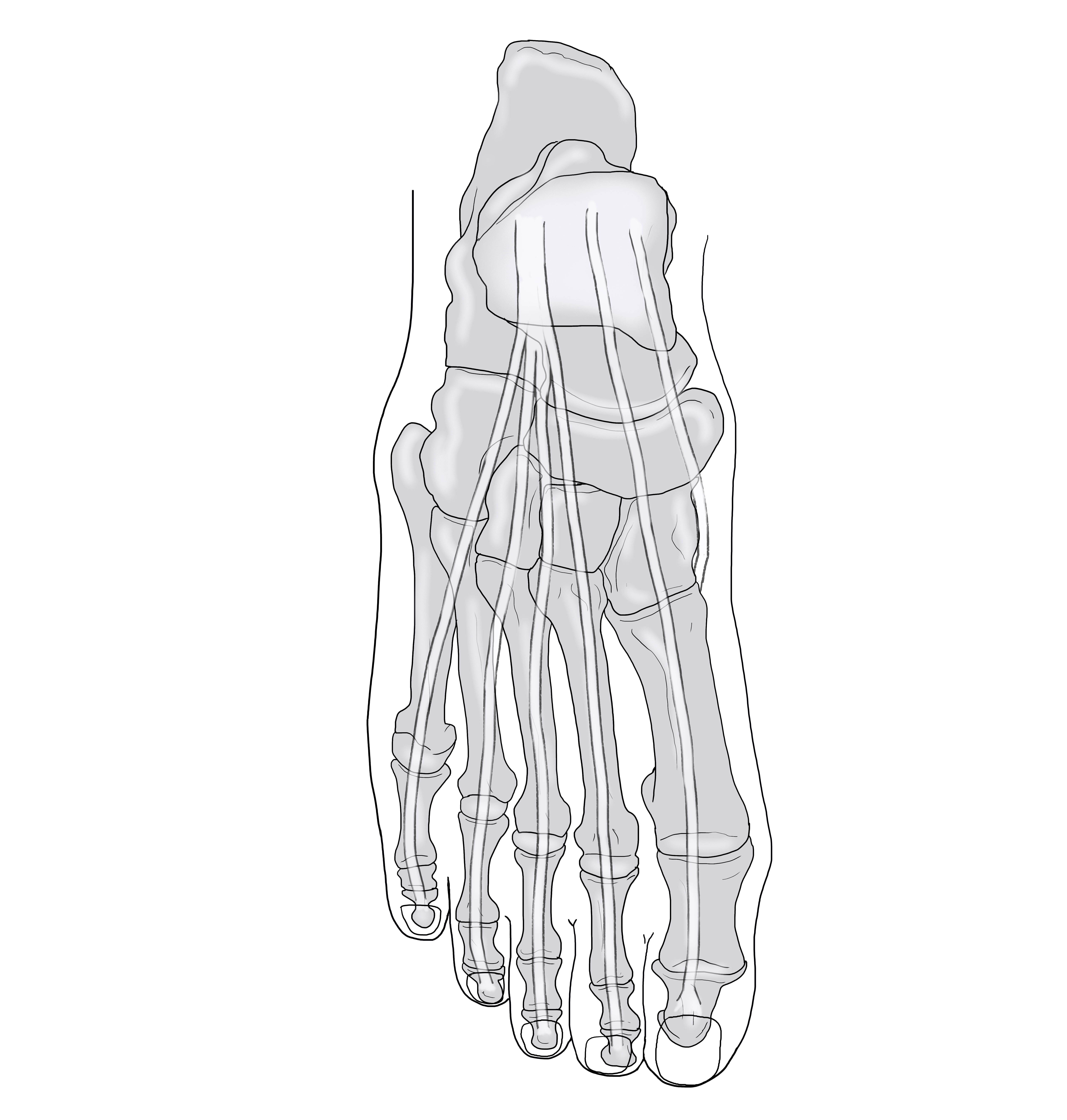 dorsal view Foot + bones art by Gerard Maille