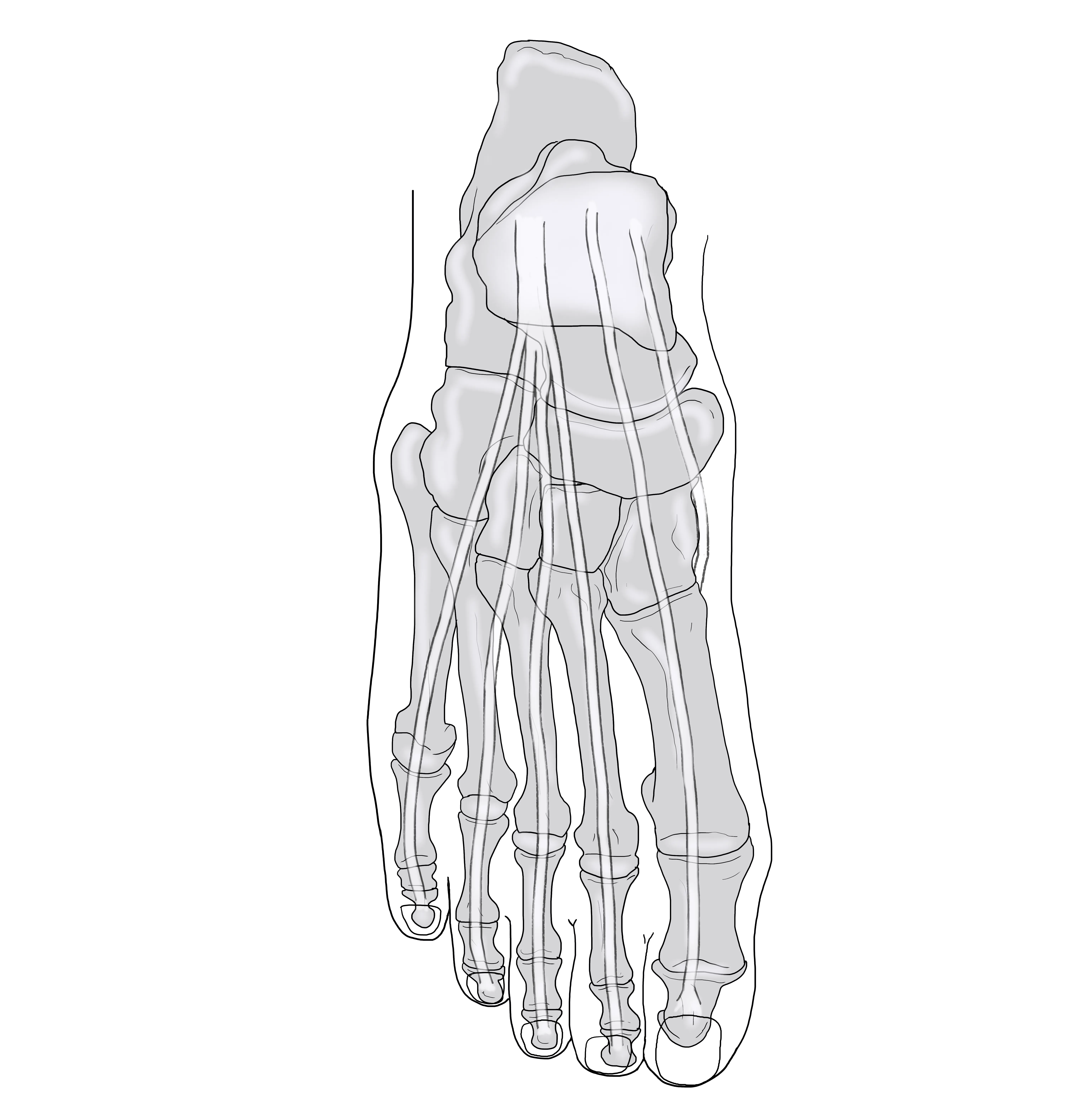 dorsal view Foot + bones art by Gerard Maille
