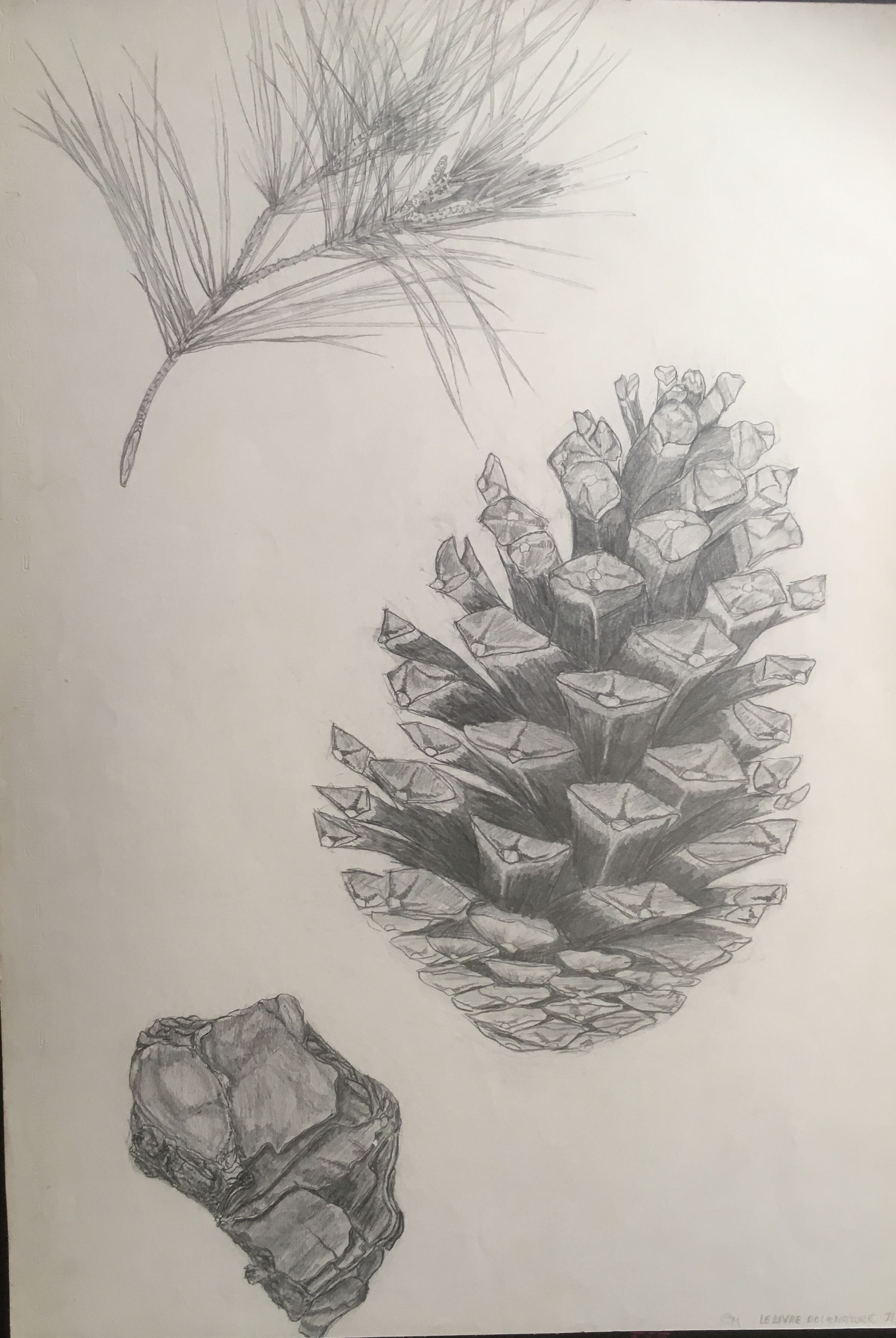 Botanical study pencil 